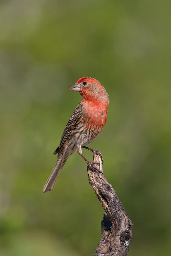 House Finch, Carpodacus Mexicanus, Male Photograph by Larry Ditto ...