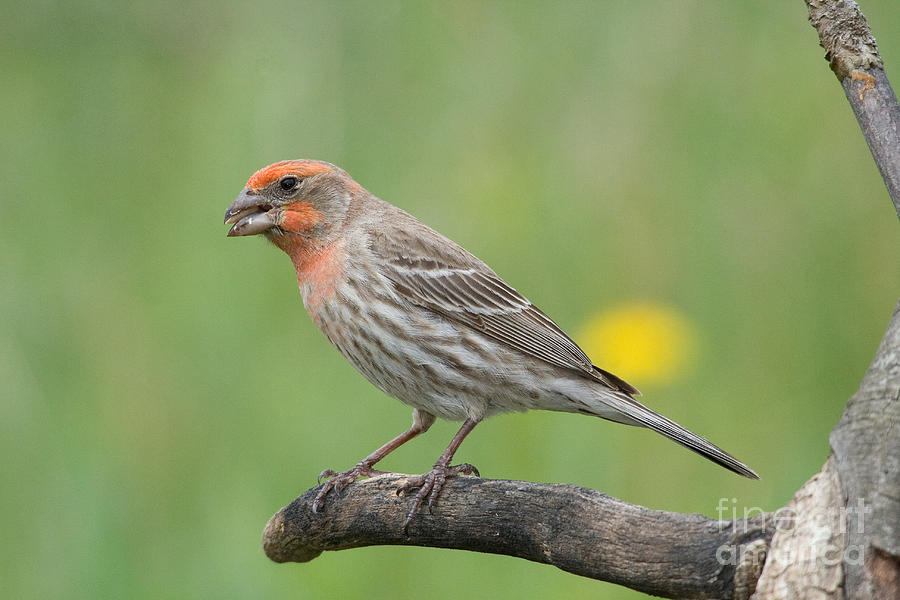 House Finch #1 Photograph by Linda Freshwaters Arndt