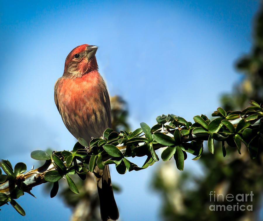 Wildlife Photograph - House Finch #2 by Robert Bales