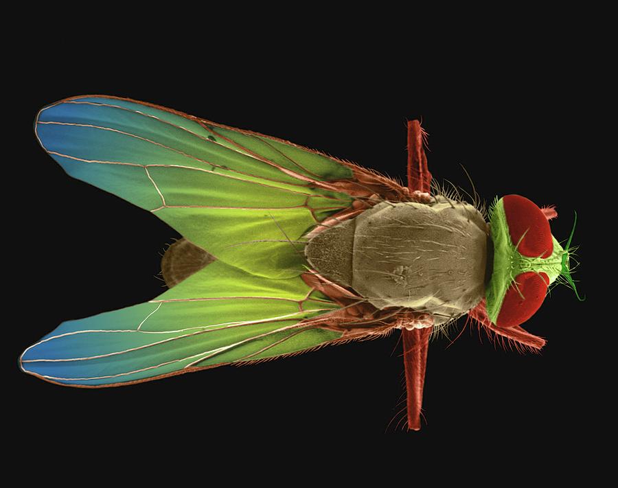 Insects Photograph - House Fly #1 by Dennis Kunkel Microscopy/science Photo Library