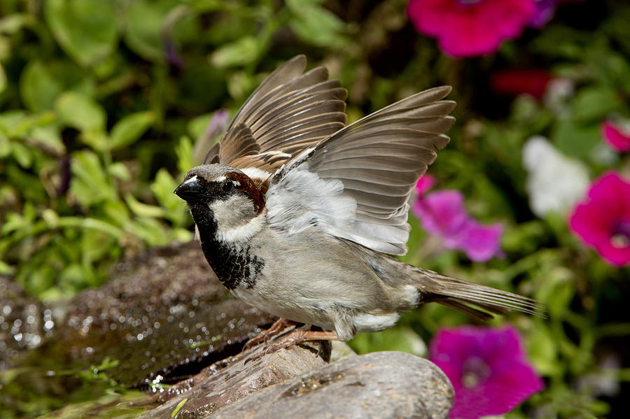 House Sparrow #1 Photograph by Anthony Mercieca