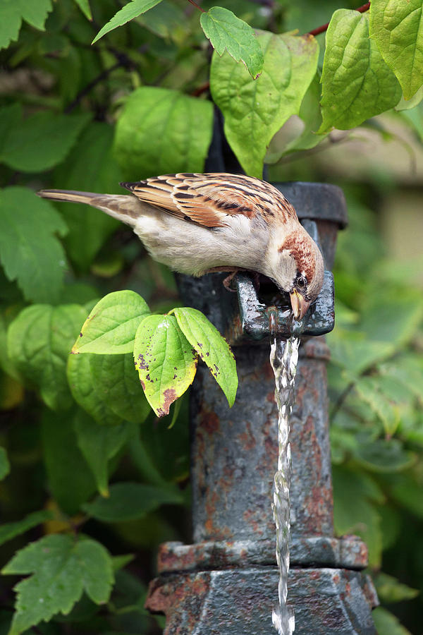 House Sparrow Drinking Water #1 Photograph by Simon Booth