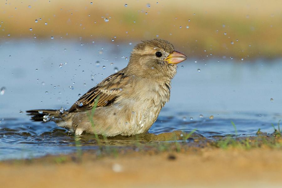 Animal Photograph - House Sparrow Passer Domesticus Biblicus #1 by Photostock-israel