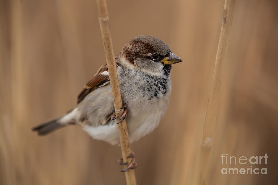 Nature Photograph - House sparrow Passer domesticus #2 by Gabor Pozsgai