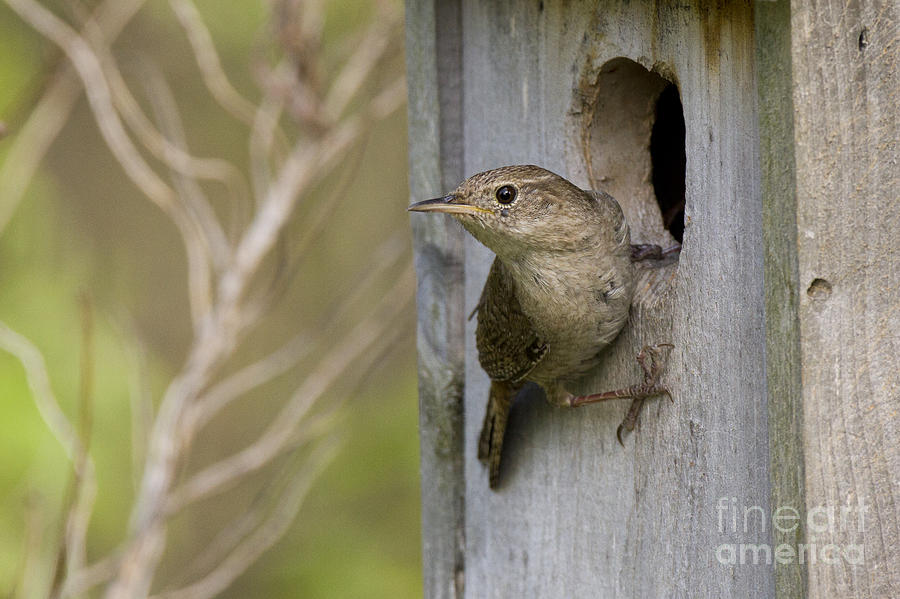 Nature Photograph - House Wren #1 by Linda Freshwaters Arndt
