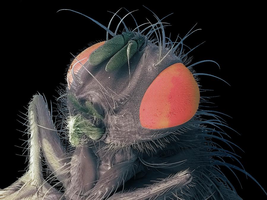 Housefly Head #1 Photograph by Steve Gschmeissner