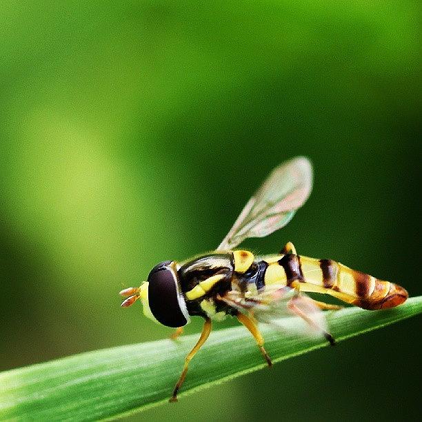 Nature Photograph - #hoverfly #1 by Leon Traazil
