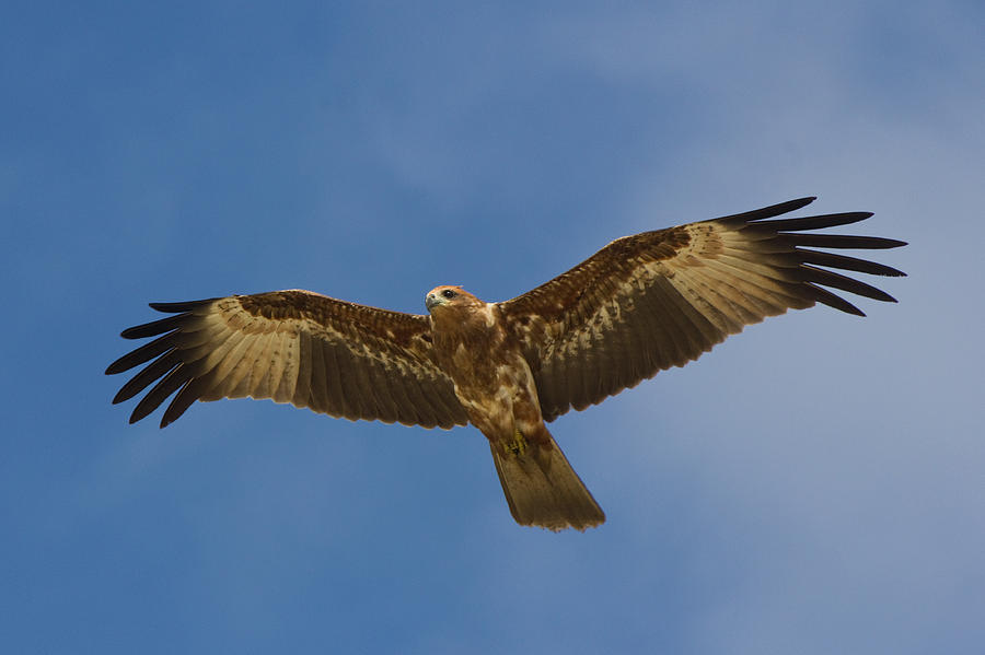 Hovering Photograph by Kunal Ghate - Fine Art America