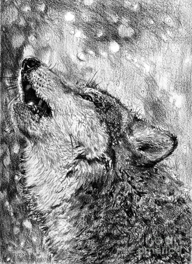 Howling Gray Wolf #2 Drawing by J McCombie