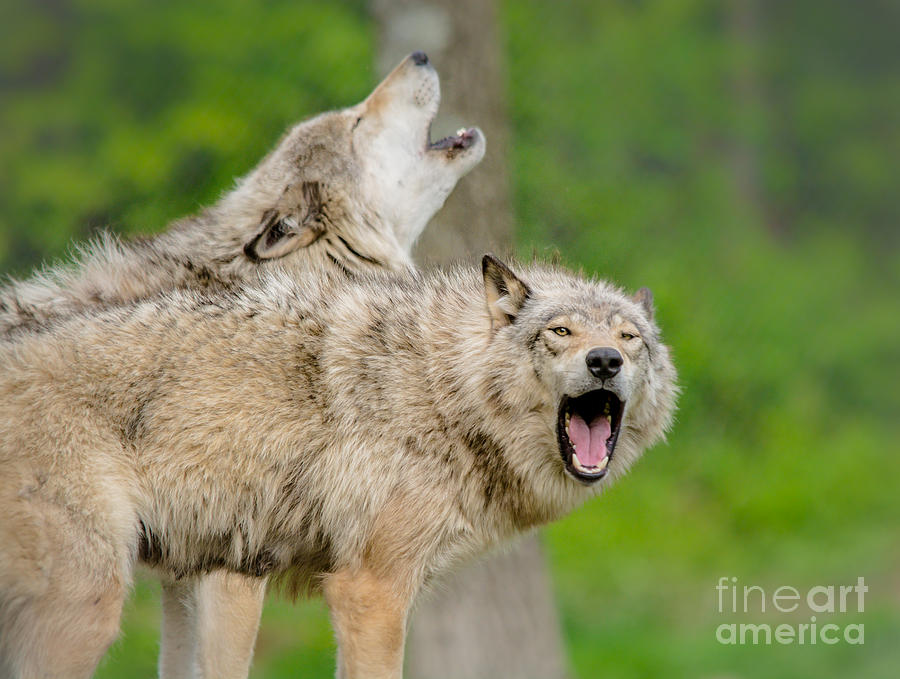 Howling Wolves #1 Photograph by Cheryl Baxter