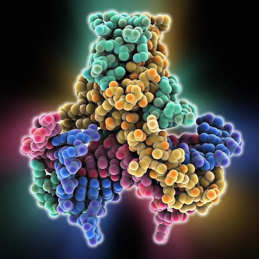 HU DNA binding protein molecule Photograph by Science Photo Library ...