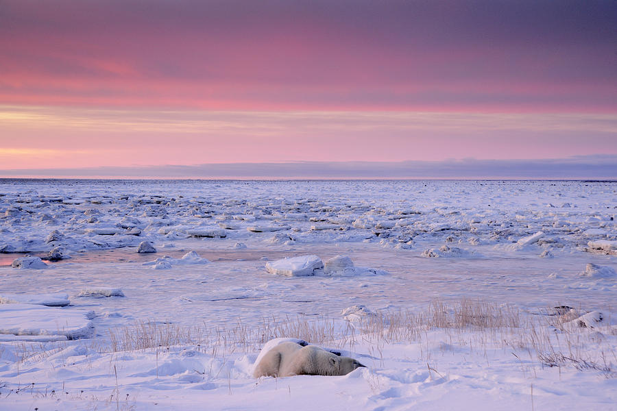 Bear Photograph - Hudson Bay Landscape #1 by Don Johnston