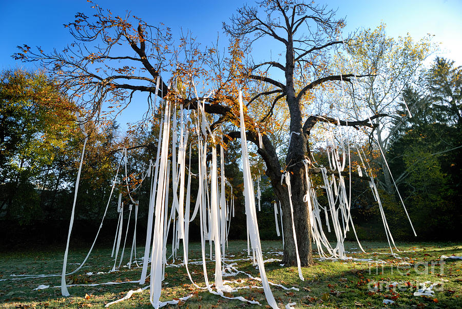 Random Ramblings - Page 26 1-huge-tree-covered-in-toilet-paper-amy-cicconi