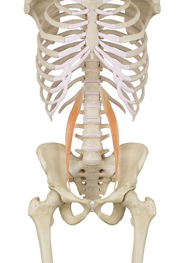 Skeleton Photograph - Human Abdominal Muscles #1 by Sciepro