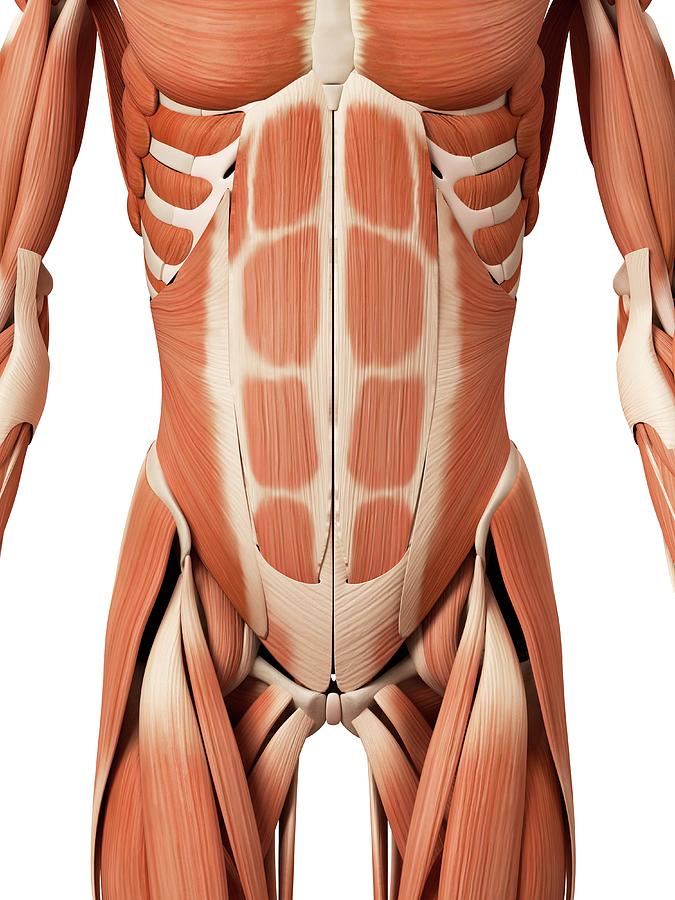 Abdominal Muscles 