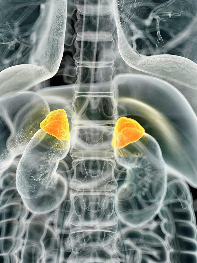 Human Adrenal Glands Photograph by Sciepro - Fine Art America