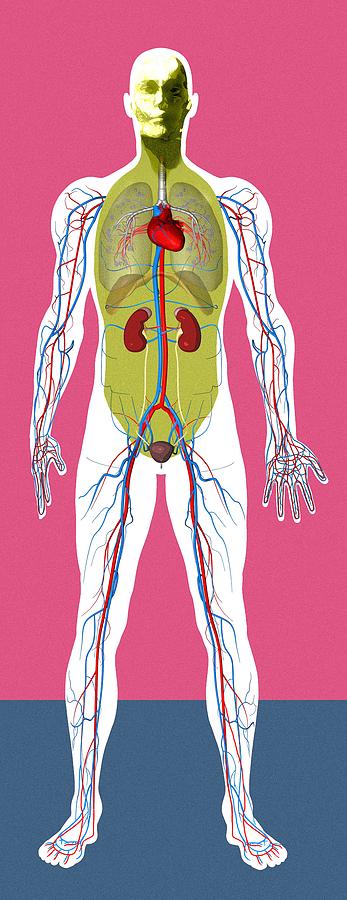 Aorta Drawing - Human anatomy, artwork #1 by Mehau Kulyk