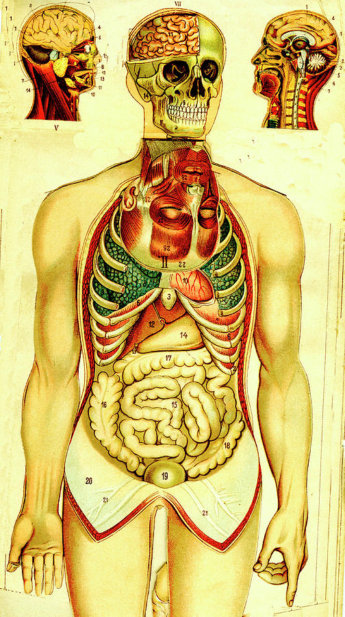 Human Anatomy #1 Photograph by Collection Abecasis/science Photo Library