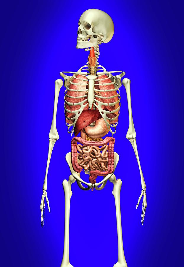Human Anatomy #1 Photograph by Leonello Calvetti/science Photo Library