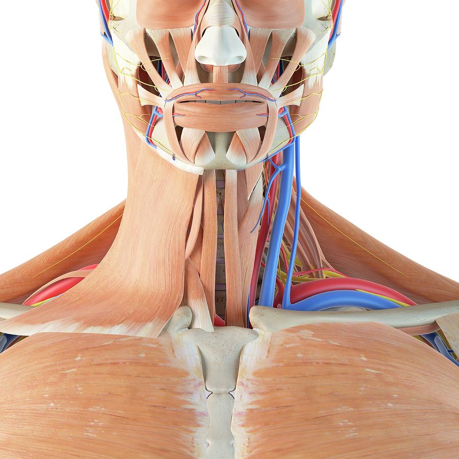 Human Anatomy Of Neck Photograph By Sciepro Pixels