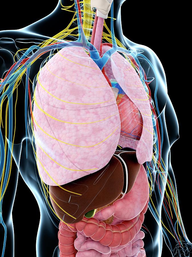 Human Anatomy Of The Lungs Photograph By Sebastian Kaulitzki Pixels