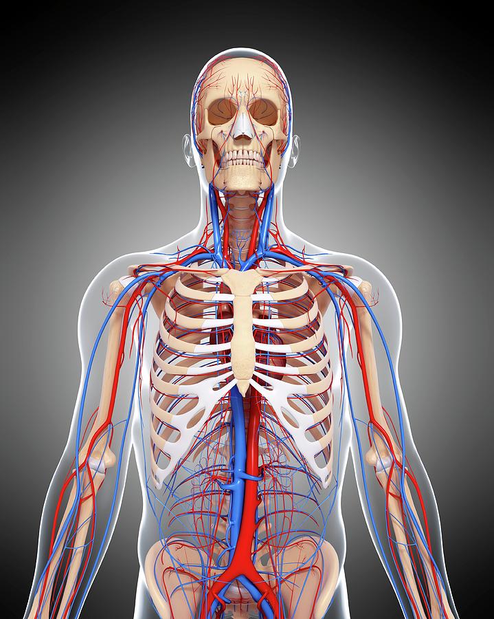 Human Anatomy #1 by Pixologicstudio/science Photo Library