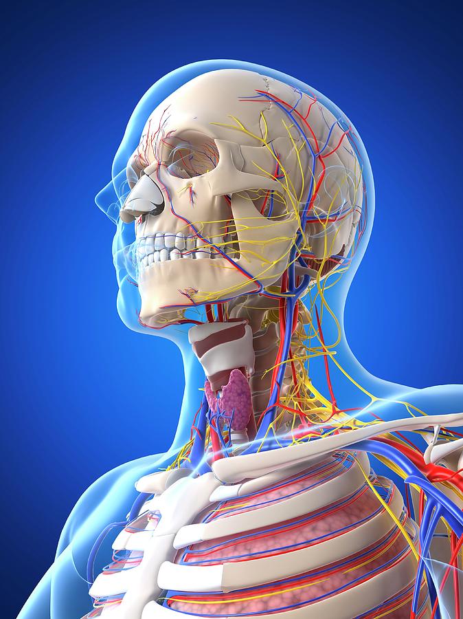 Human Anatomy #1 Photograph by Sciepro/science Photo Library