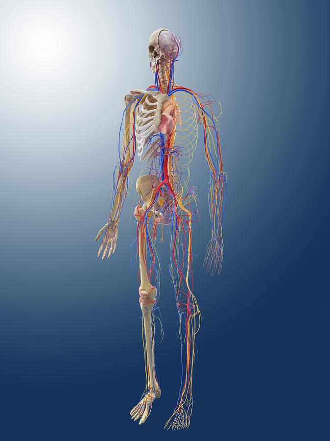 Human Anatomy 1 Photograph By Springer Medizinscience Photo Library Pixels Merch 9170