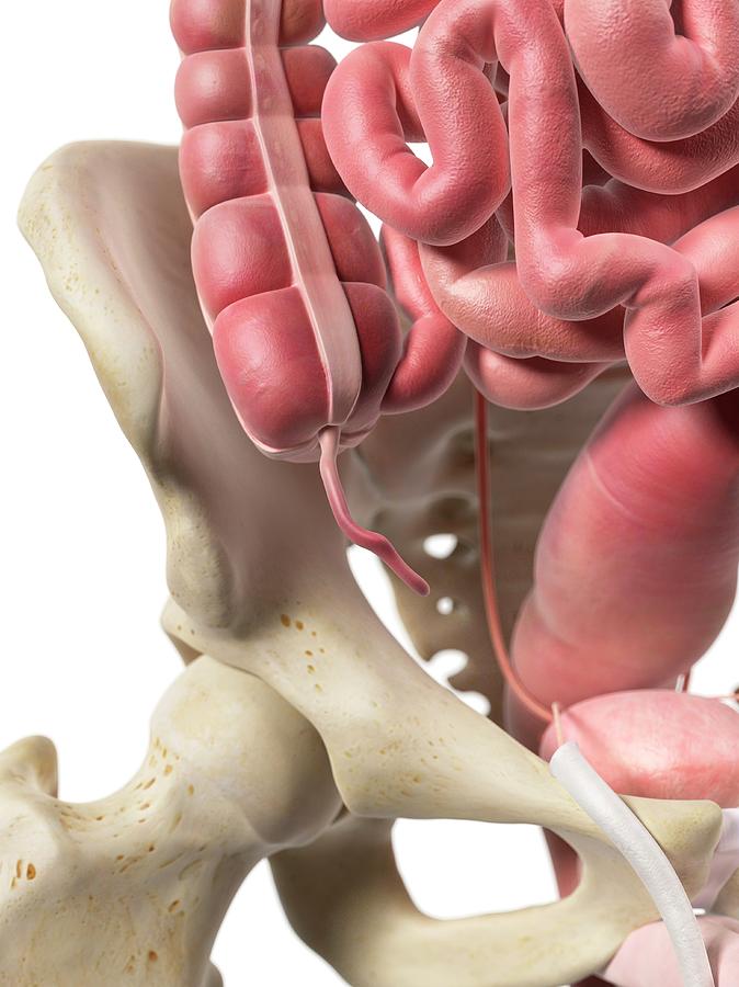 Human Appendix #1 by Science Photo Library