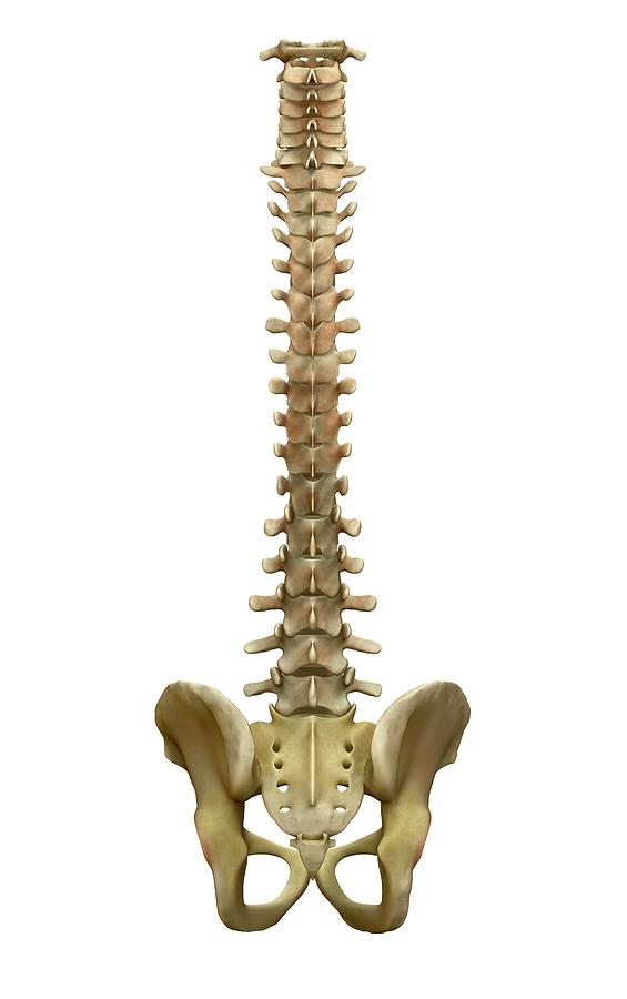 Human Backbone #1 by Tim Vernon / Science Photo Library