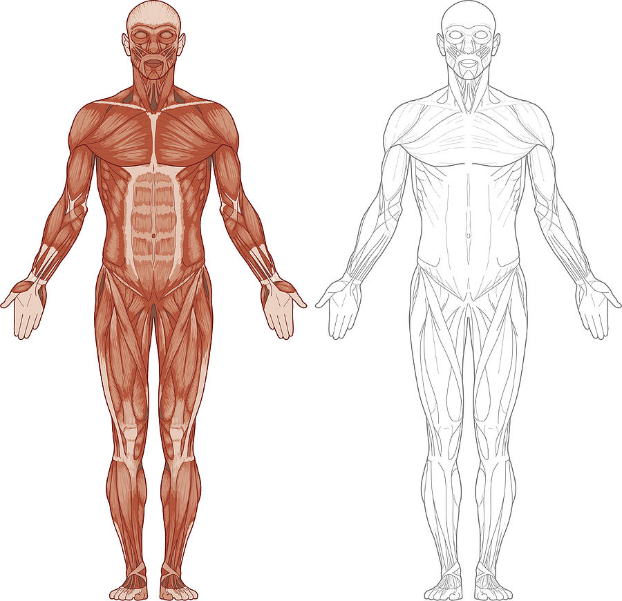 Human body, muscles Drawing by Red_frog