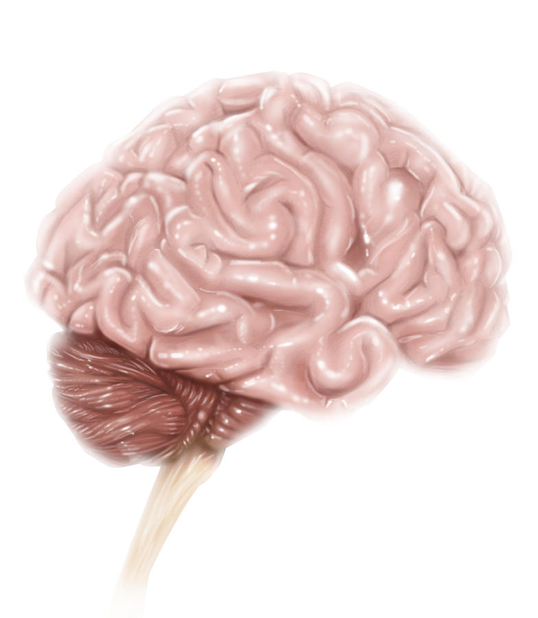Human Brain Anatomy, Lateral View Photograph