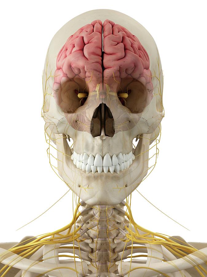 Skull Photograph - Human Brain And Nerves #1 by Sciepro