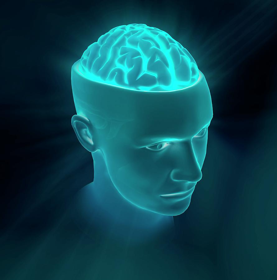 Human Brain #1 Photograph by Andrzej Wojcicki/science Photo Library