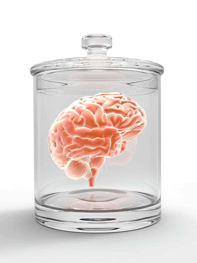Jar Photograph - Human Brain In A Glass Jar #1 by Alfred Pasieka/science Photo Library