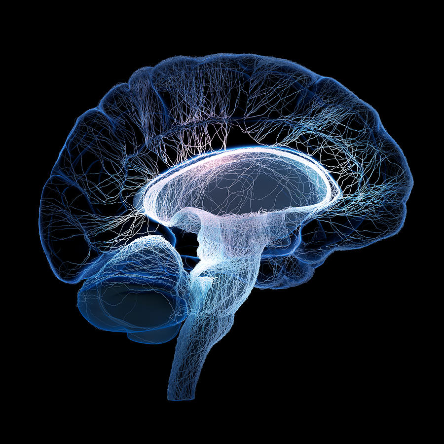Brain Photograph - Human brain complexity by Johan Swanepoel