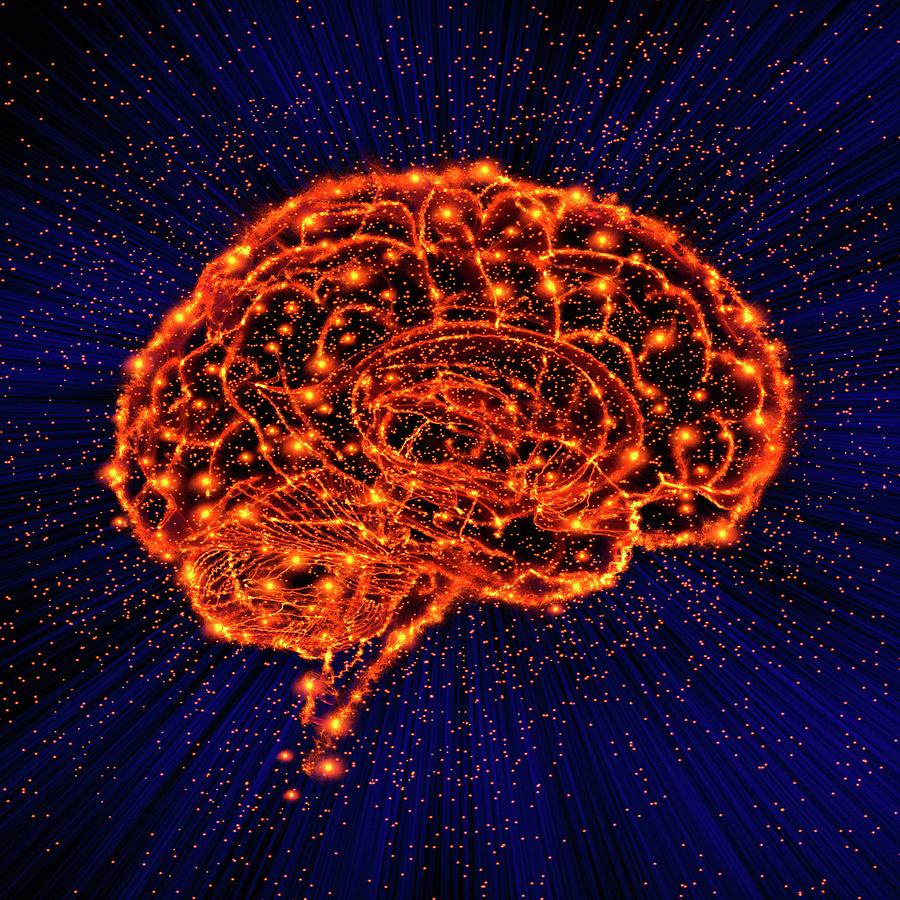 Human Brain Photograph By Mehau Kulyk Science Photo Library Pixels