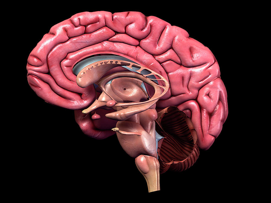 Human Brain, Sagittal Section #1 Photograph by Hank Grebe