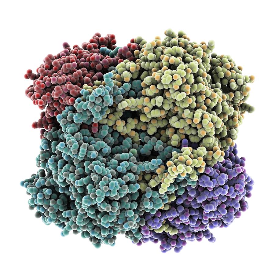 Human catalase  molecular model Photograph by Science 