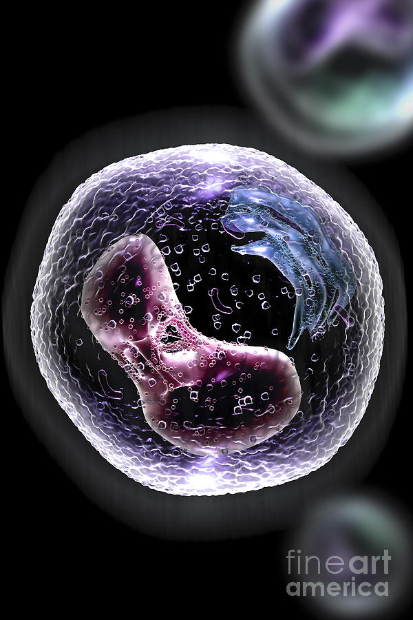 Human Cell #1 Photograph by Science Picture Co
