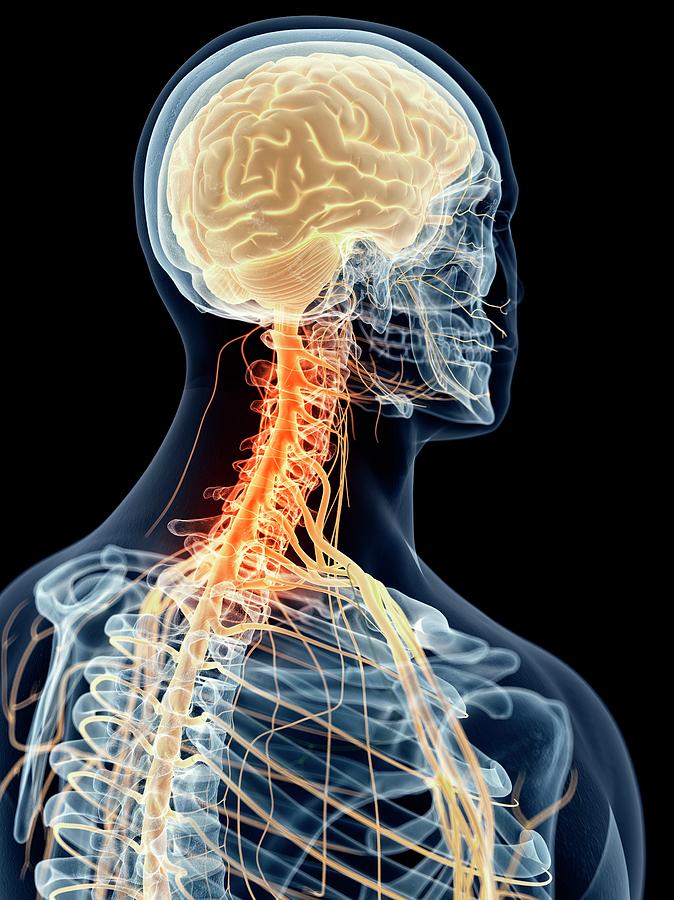 Human Cervical Nerve Pain Photograph by Sebastian Kaulitzki/science ...