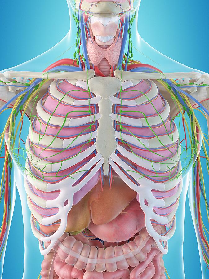 Human Chest Anatomy #1 Photograph by Sciepro - Fine Art America