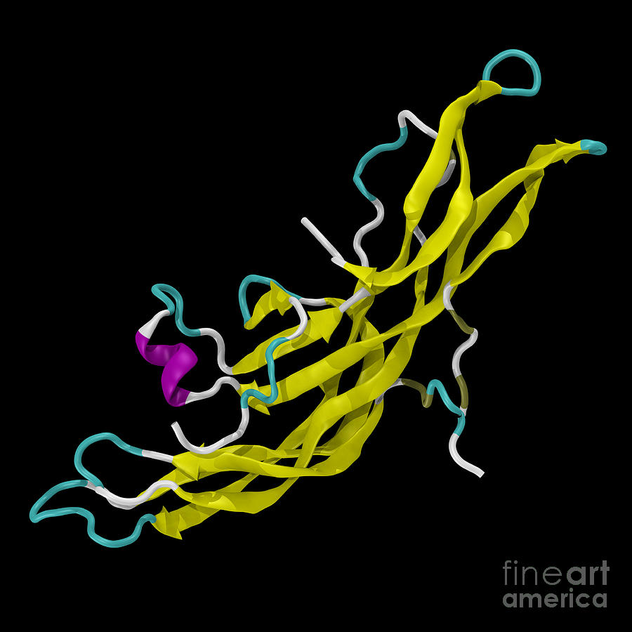 Human Chorionic Gonadotropin Molecule #1 Photograph by Scott Camazine