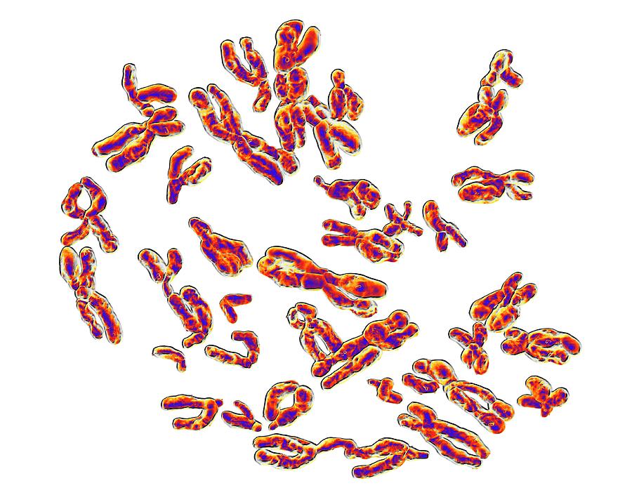 Biological Photograph - Human Chromosomes #1 by Alfred Pasieka