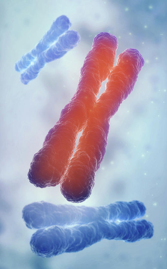 Human Chromosomes Photograph By Andrzej Wojcickiscience Photo Library Fine Art America 1286