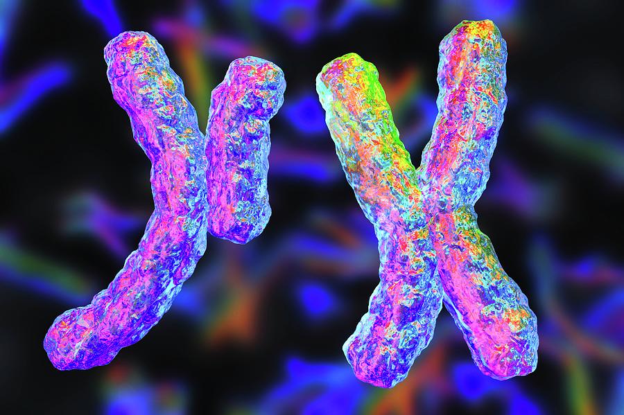Human Chromosomes #1 Photograph by Kateryna Kon/science Photo Library