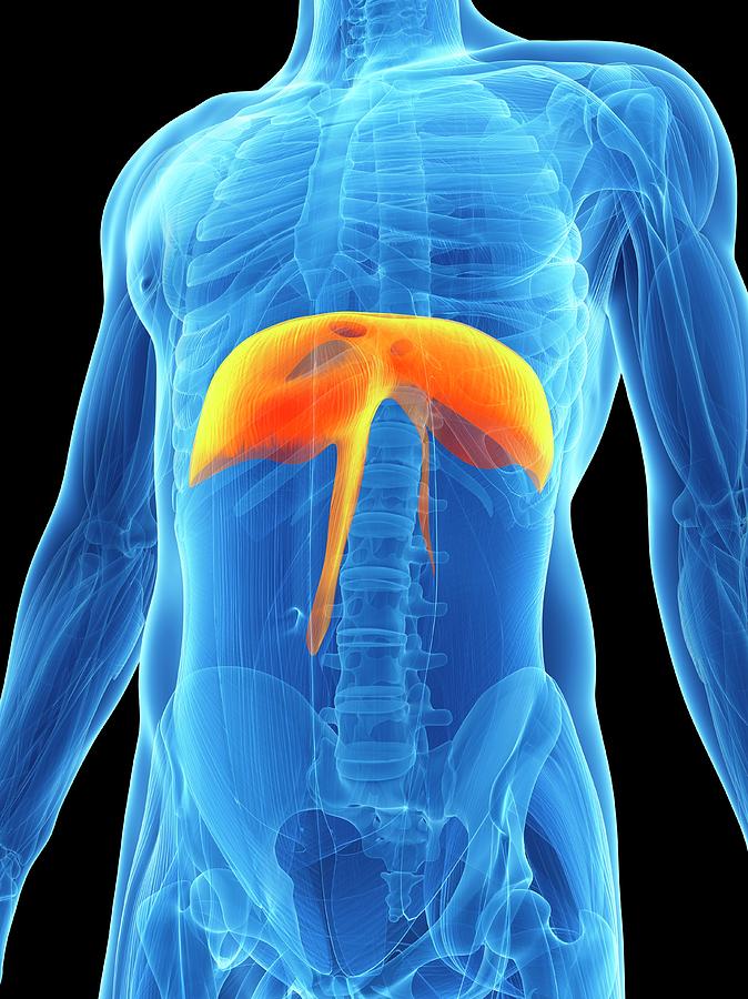 Human Diaphragm Photograph by Sebastian Kaulitzki | Fine Art America