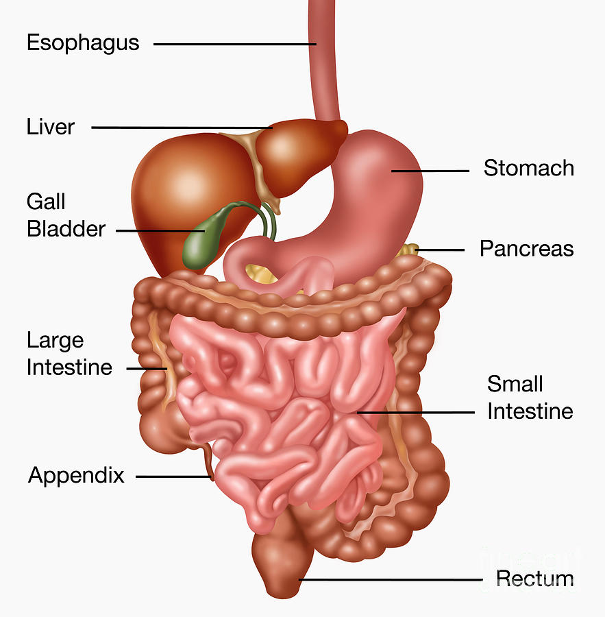 Human Digestive System, Illustration #2 Photograph by Gwen Shockey