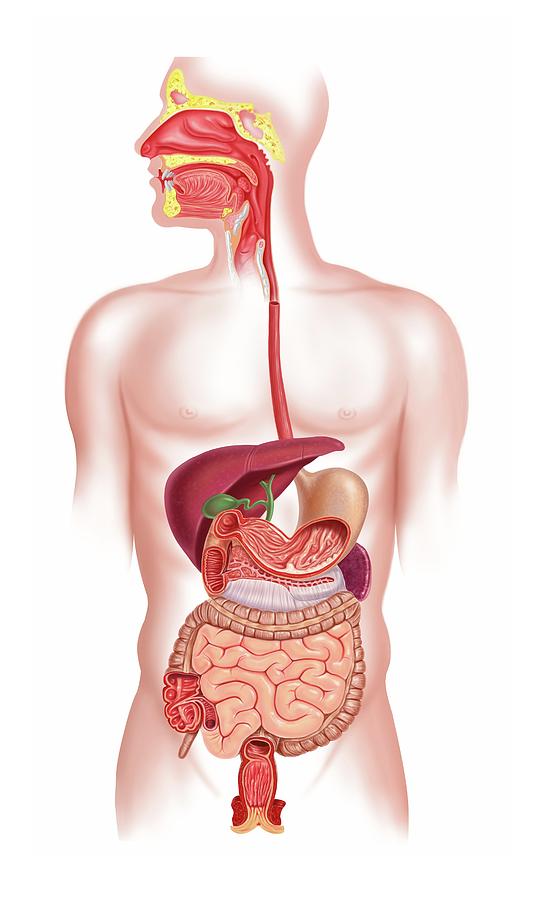 Anatomy Photograph - Human Digestive System #1 by Leonello Calvetti/science Photo Library