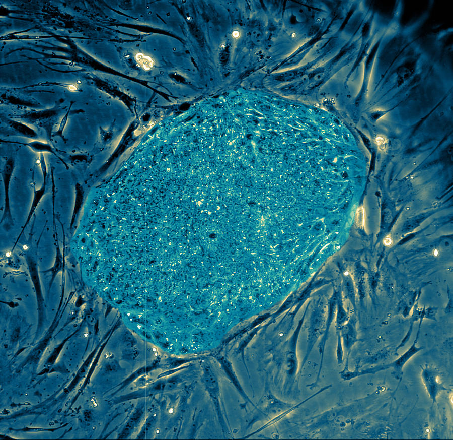 Human Embryonic Stem Cells, Lm #1 Photograph by Science Source